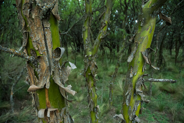 Chañar tree in Calden forest, bloomed in spring,La Pampa,Argentina