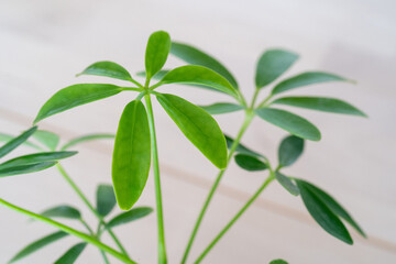 観葉植物（シェフレラ）