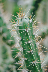 Cactus plant leaves pattern. Natural background. Green leaf texture