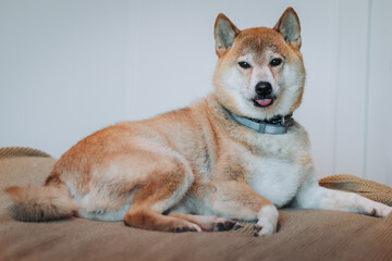 Cachorro Shiba inu na cama deitado - obrazy, fototapety, plakaty
