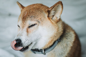 Cachorro Shiba inu retrato lingua