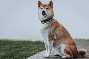 Cachorro Shiba inu sentado na varanda