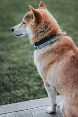 Cachorro Shiba inu de perfil