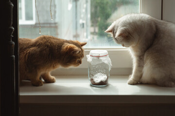 White and brown cats of the British breed look at a butterfly that flies in a glass jar
