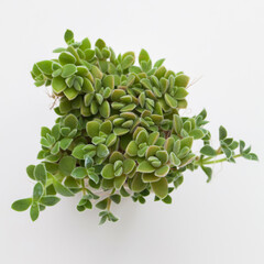 Green houseplant in pot, top view. Crassula Ernestii on white background