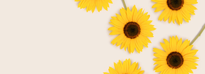 Banner with blooming sunflowers scattered on a gray background.