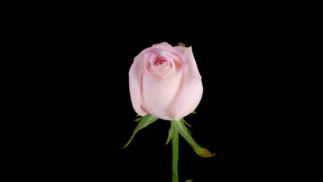 Rose Blossoms. Beautiful Time Lapse of Opening Pink Rose Flowers on Black Background. 4K.