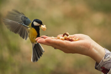 Titmouse in flight takes a whole cashew nut from a woman's hand. A close-up shot with a long...