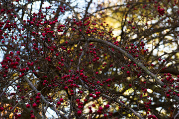 sad, natura, liść, zdrowy, organiczny, lato, rolnictwo, drzewo, słodki, żniwa, dojrzały, owoc, jedzenie, ogród, zielony, gałąź, przyciąć, zbliżenie, pora roku, rosnąć, naturalny, uprawa, rozwój, odżyw