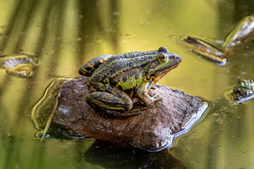 Teichfrosch auf einem Sandstein