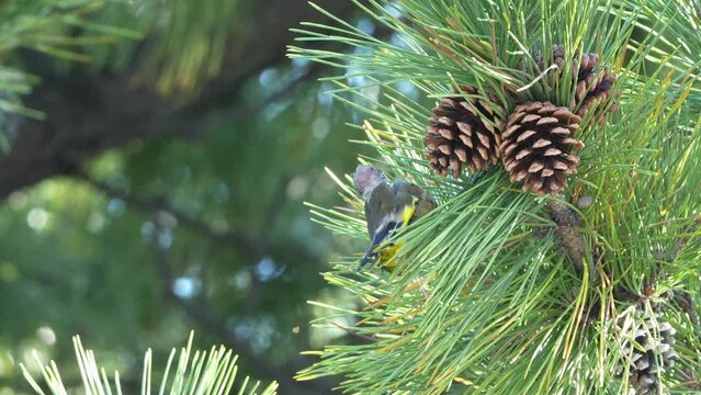oriental green finch on a pine tree