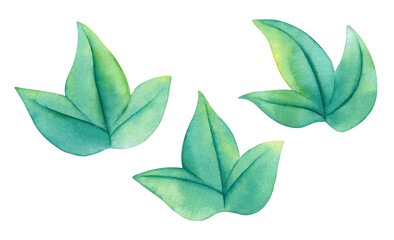 Watercolor Morning Glory green leaves set