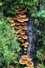 Pinewood gingertail, Xeromphalina campanella, also known as the  golden trumpet or the bell omphalina, wild mushroom from Finland