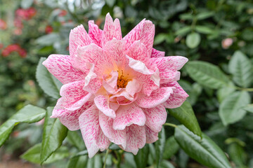 Pink rose in garden or park. Pink roses are ideal for celebrating a job well done or as a symbol of friendship or love. They are a perfect gift for birthdays, Valentine's Day or any celebration. 