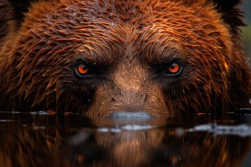 close-up of a bears face with burning forest reflected in its eyes © primopiano
