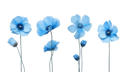 blue flowers isolated on transparent background cutout
