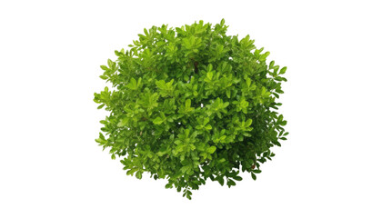 Fototapeta premium green bush isolated on transparent background cutout
