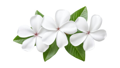 Obraz premium white flowers isolated on transparent background cutout