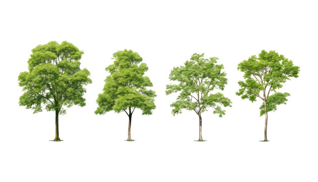 tree set isolated on transparent background cutout