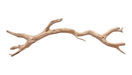 Obraz premium dry branch isolated on transparent background cutout