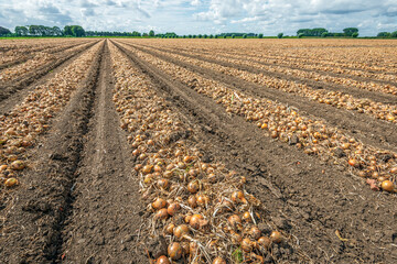 Endlessly long rows of harvested onions dry before they are picked up. The photo was taken in a...