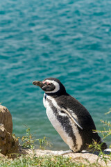 Magellan Pinguin (Speniscus magellanicus), Halbinsel Valdes, Argentinien, Südamerika