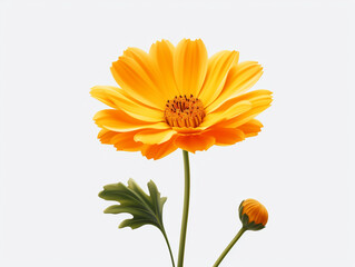 yellow flower isolated on white background, in the style of orange created with Generative Ai