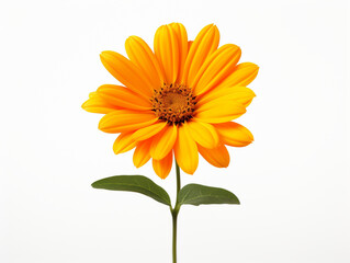 yellow flower isolated on white background, in the style of orange created with Generative Ai
