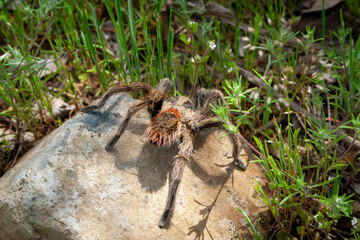 Rote Chilevogelspinne (Grammostola rosea) in Chile, Südamerika