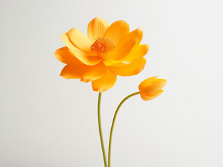 yellow flower isolated on white background, in the style of orange created with Generative Ai