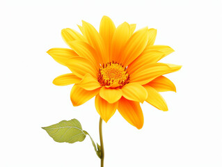 yellow flower isolated on white background, in the style of orange created with Generative Ai