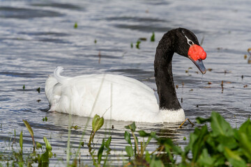 Schwarzhalsschwan, Cygnus Melancoryphus, Chile