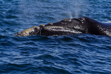 Obraz premium Südlicher Glattwal, Eubalaena australis, tauchend, Flosse, Halbinsel Valdes, Argentinien, Südamerika