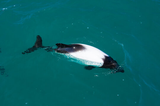 Commerson's Delfin (Cephalorhynchus commersonii), Patagonien, Argentinien, S&uuml;damerika
