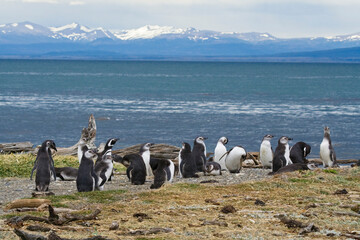 Magellan Pinguin, Speniscus magellanicus,   Seno Otway, Chile