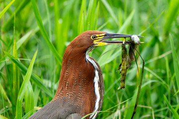 rufescent tiger heron in tropical Pantanal