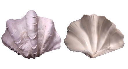 Top view of white clam seashell isolated on white background, flat lay. Front and back side.