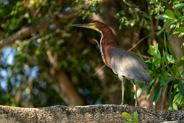 rufescent tiger heron in tropical Pantanal