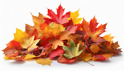 pile of autumn colored leaves isolated on white background a heap of different maple dry leaf red and colorful foliage colors in the fall season
