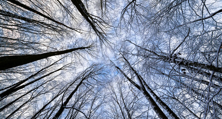 Treetop panorama of beech (fagus)  trees in a german forest in Iserlohn Sauerland on a bright winter day with bare twigs and snow covered branches, seen from below in frog perspective with wide angle.