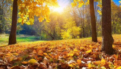 sunny autumn day with beautiful yellow fall foliage in the park ground covered in dry fallen leaves lit by sunlight colorful forest autumn landscape with trees and sun natural background