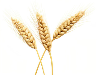 Close-up of Wheat Grains