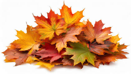 pile of autumn maple colored leaves isolated