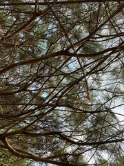 sky of trees