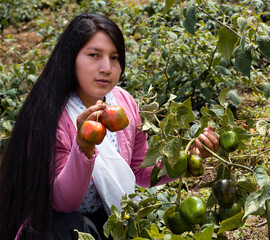 Mujer sosteniendo en su mano ají de rocoto en pleno cosecha en los Andes peruanos. Delicioso fruto...
