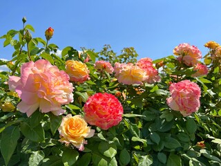 Roses flowers red yellow pink blossom.