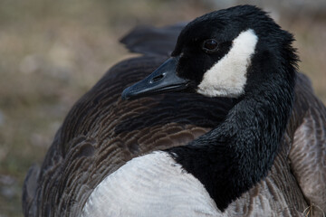 Canada Geese close up at the park