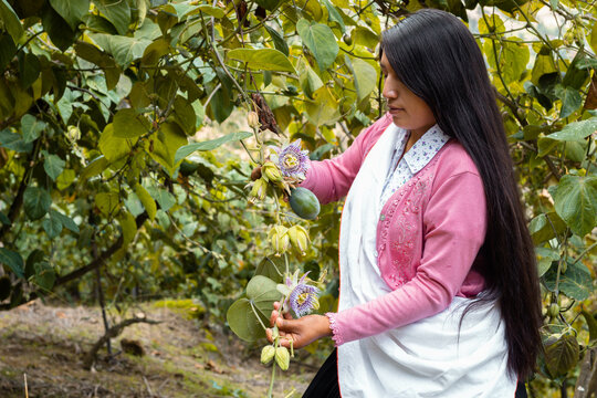 Mujer sosteniendo fruta de granadilla verde. Delicioso fruto de la pasi&oacute;n aislado en la palma de la mano. Frutos de pasi&oacute;n en el entorno verde al aire libre