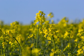 Obraz premium Blooming canola field and blu sky with stormy clouds