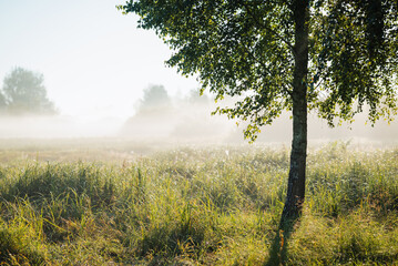 Foggy sunny summer morning in the field. Beautiful sunrise, warm light on grass and trees, thick mist covers the ground